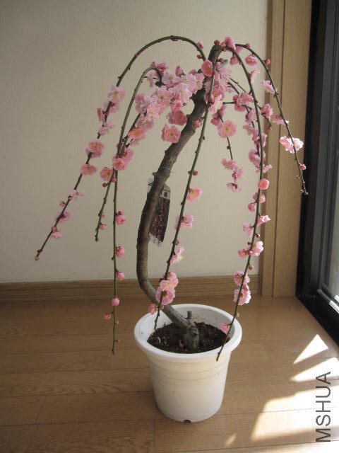 img57213845.jpg