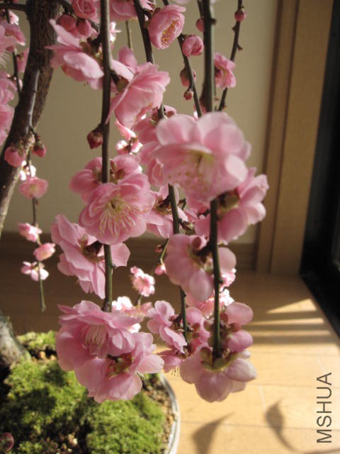 img56592986.jpg