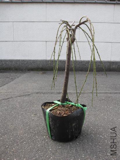 img57185405.jpg