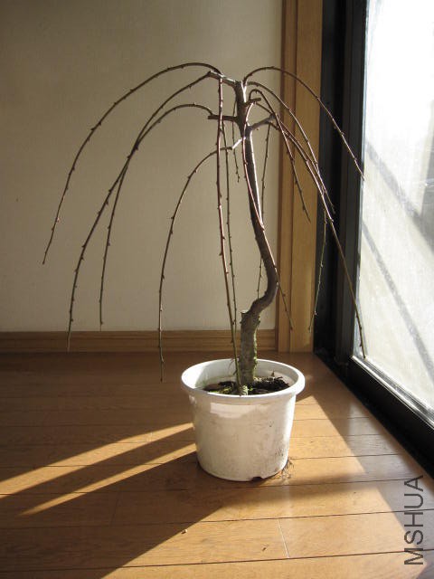 img57235880.jpg