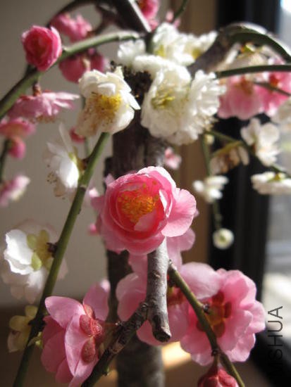 img57467325.jpg