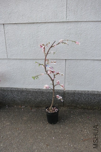 img58652970.jpg