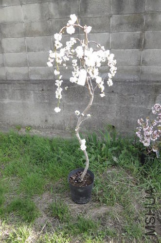 img60297288.jpg