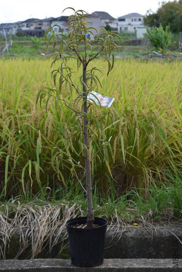 imgrc0069588085.jpg
