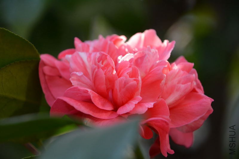 DSC_48940190.JPG