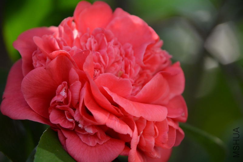 DSC_49120208.JPG