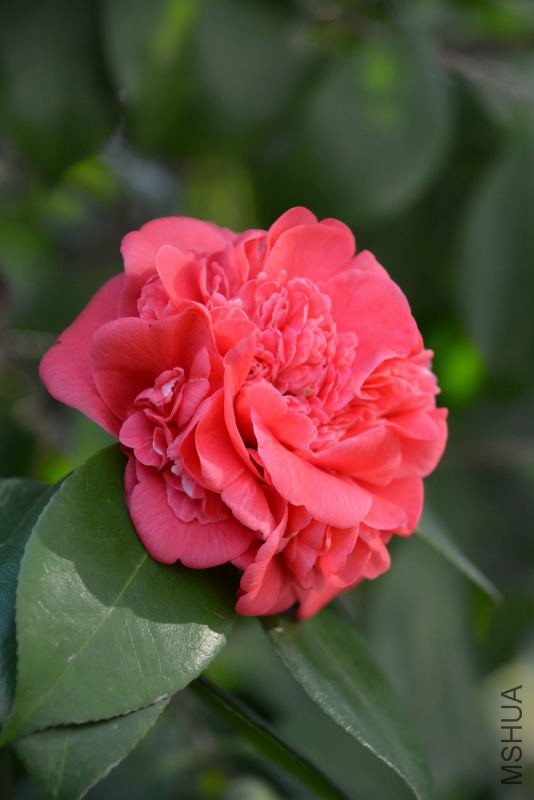 DSC_49190215.JPG