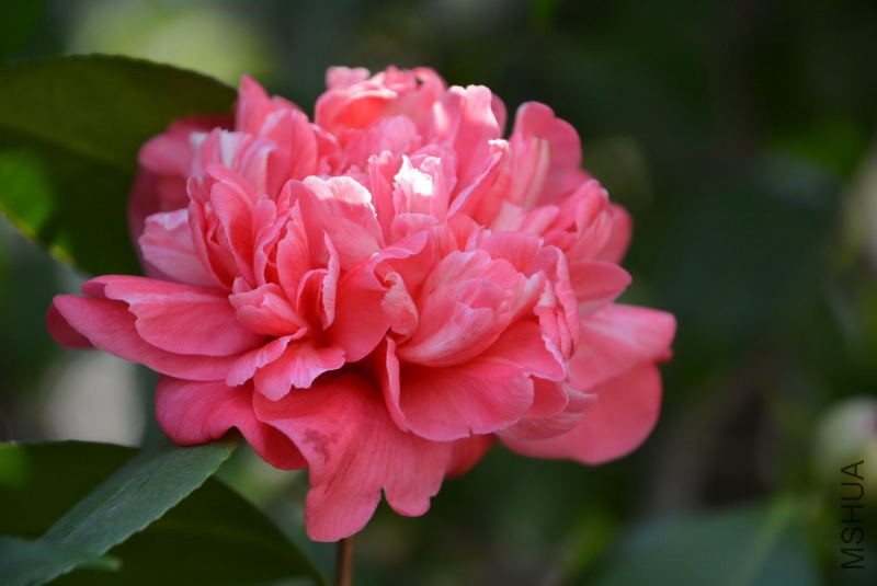 DSC_49240220.JPG