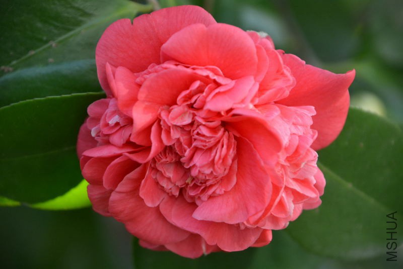 DSC_48880184.JPG