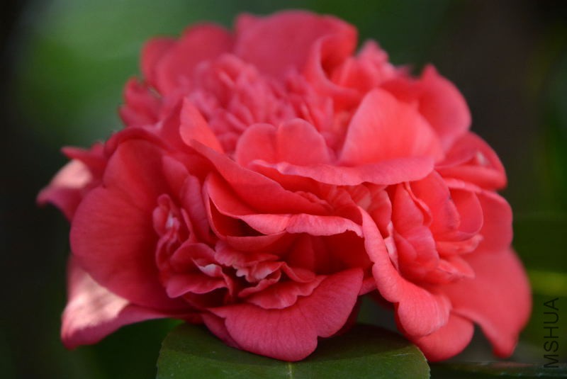 DSC_49110207.JPG