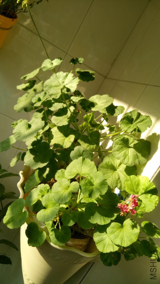 IMG20171227123209.jpg