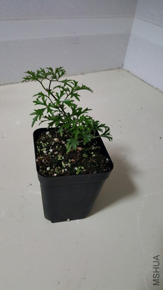 20171227_174342.jpg