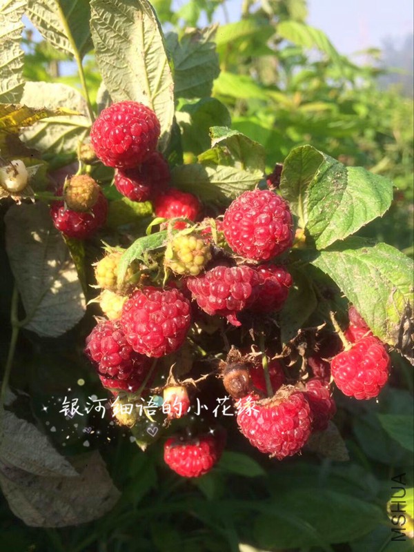��ݮ_����.jpg
