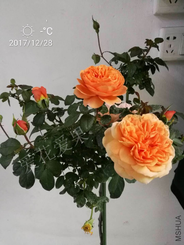 ΢��ͼƬ_20171228164209.jpg