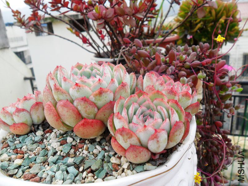 �����Ӱ 88..jpg