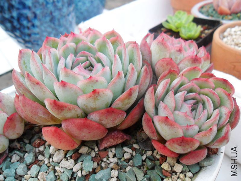 �����Ӱ ..3.jpg