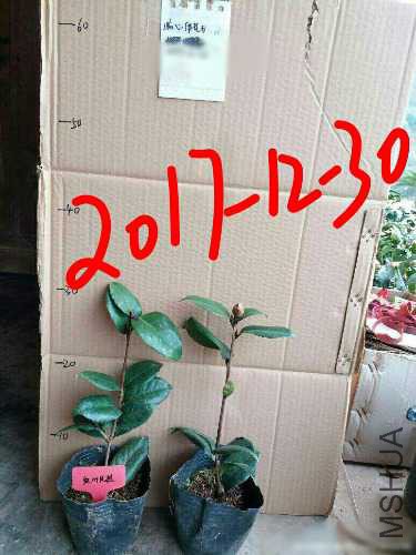 aviary-image-1514613050850.jpeg