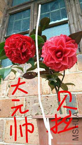 aviary-image-1514612613368.jpeg