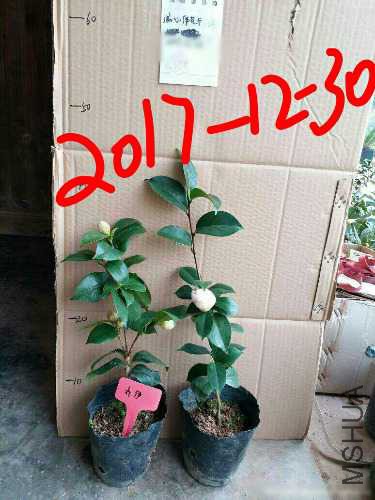 aviary-image-1514612485214.jpeg
