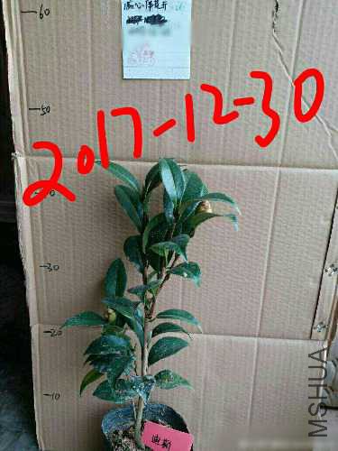 aviary-image-1514612807361.jpeg