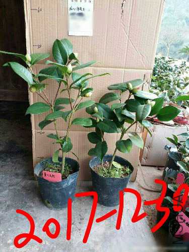 aviary-image-1514612980422.jpeg