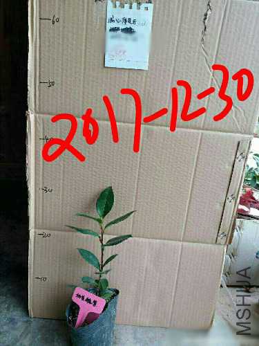 aviary-image-1514612779388.jpeg