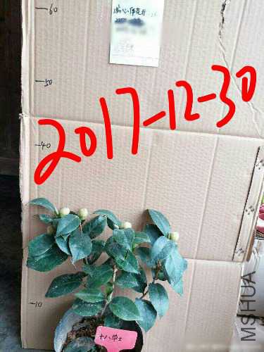 aviary-image-1514612719997.jpeg