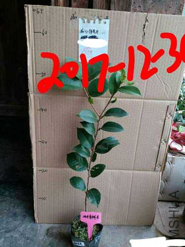 aviary-image-1514612160058.jpeg