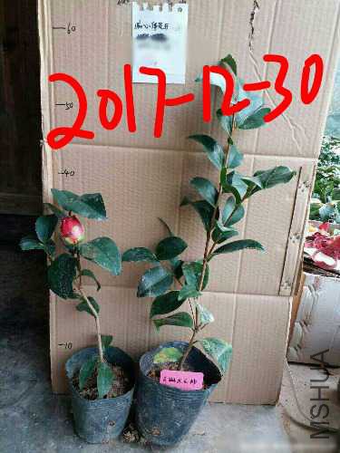 aviary-image-1514612680837.jpeg
