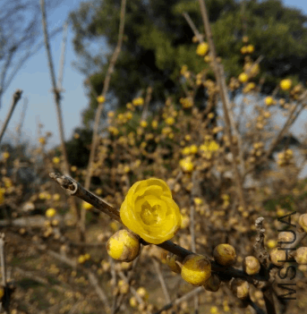 2017-12-30 16_48_53-IMG_20171220_101203.jpg - Photos.png