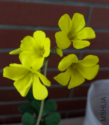 2017-12-30 16_53_57-IMG_20171225_141059.jpg - Photos.png