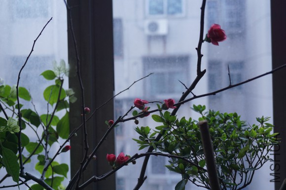 DSC00689_�༭.jpg