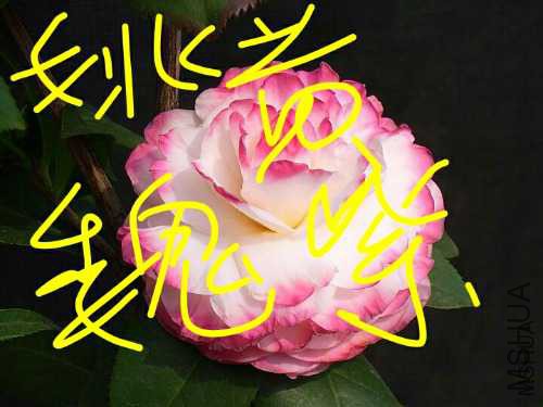 aviary-image-1514645261946.jpeg