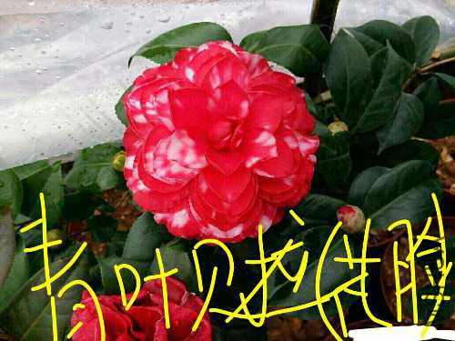 aviary-image-1514645106335.jpeg