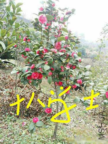 aviary-image-1514644809371.jpeg
