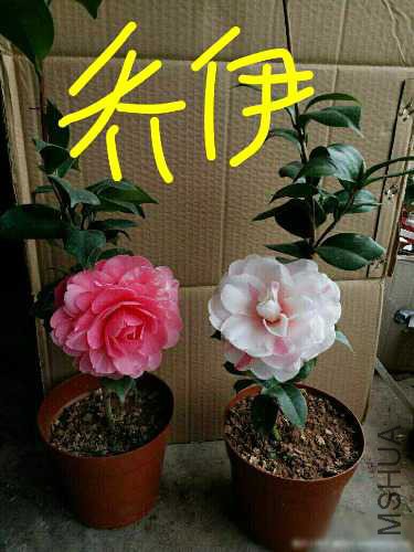 aviary-image-1514644689833.jpeg