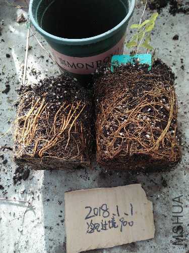 IMG20180101144640.jpg