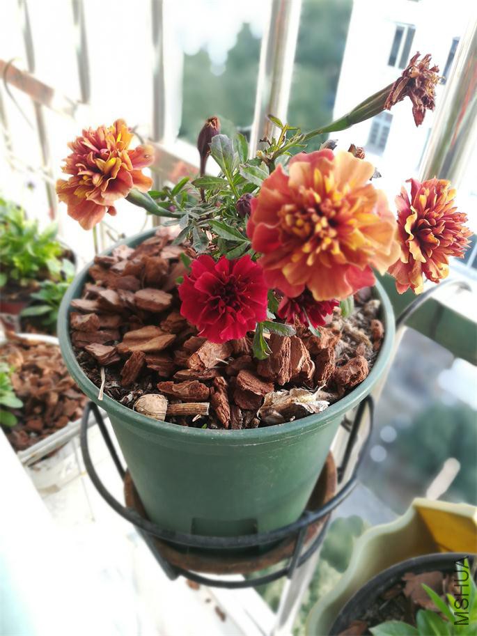 �𷢲�ݮŮ�� (1).jpg