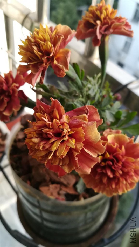 �𷢲�ݮŮ�� (5).jpg