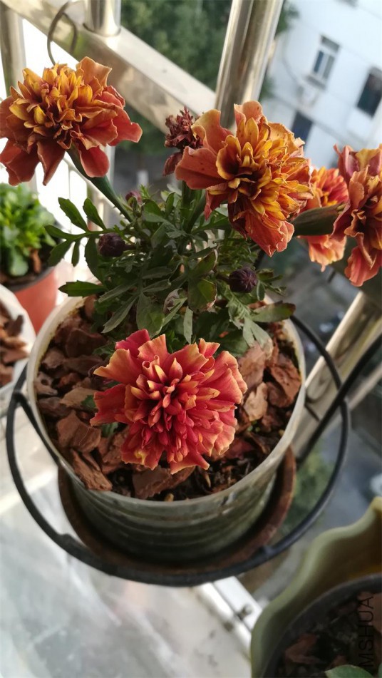 �𷢲�ݮŮ�� (4).jpg