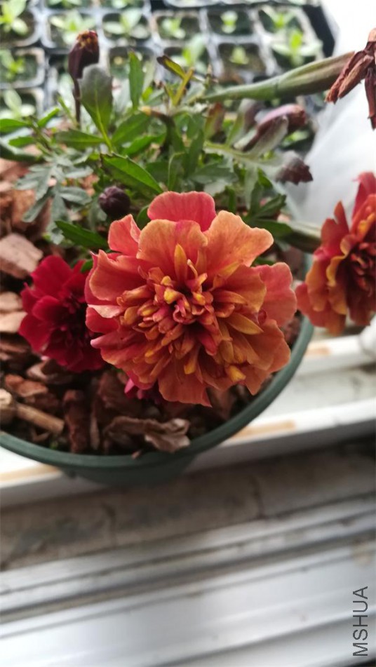 �𷢲�ݮŮ�� (7).jpg