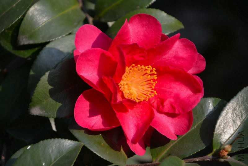 DSC_47050001.JPG