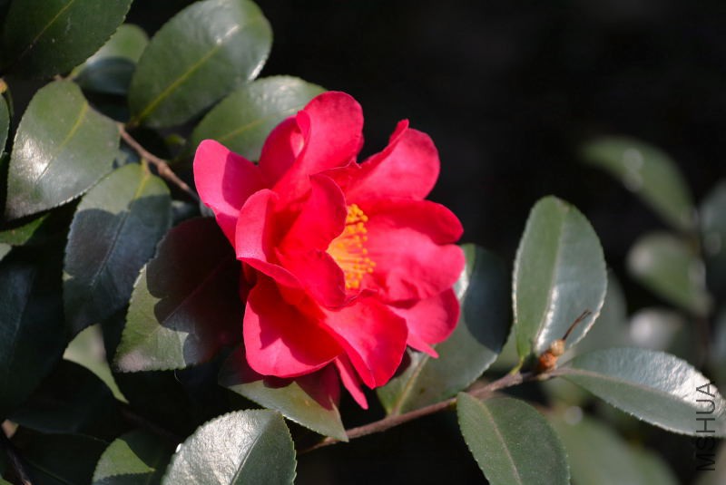 DSC_47070003.JPG