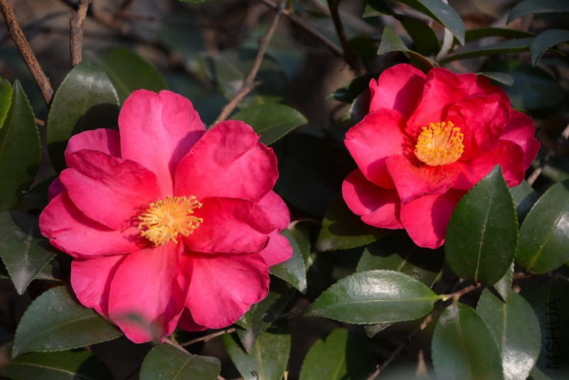DSC_47090005.JPG
