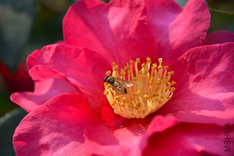 DSC_47820078.JPG