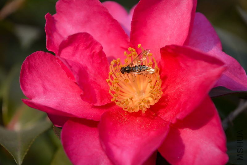 DSC_47470043.JPG