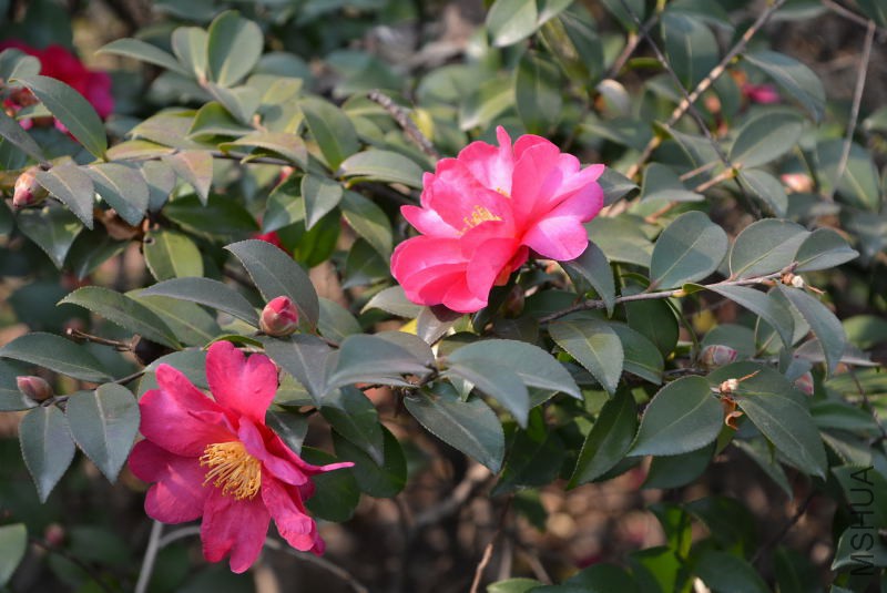 DSC_47520048.JPG