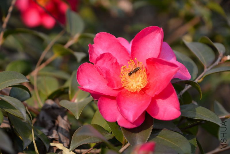 DSC_47460042.JPG