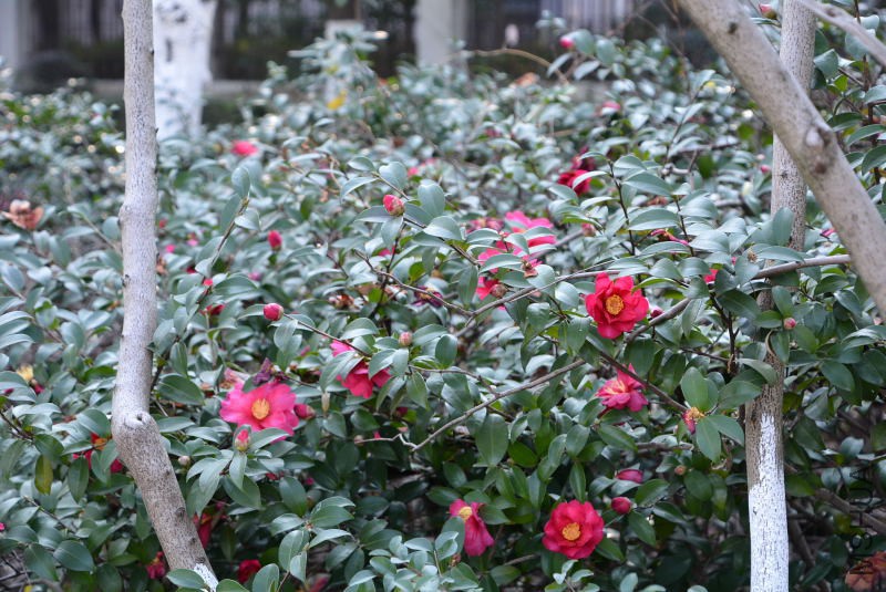 DSC_47730069.JPG