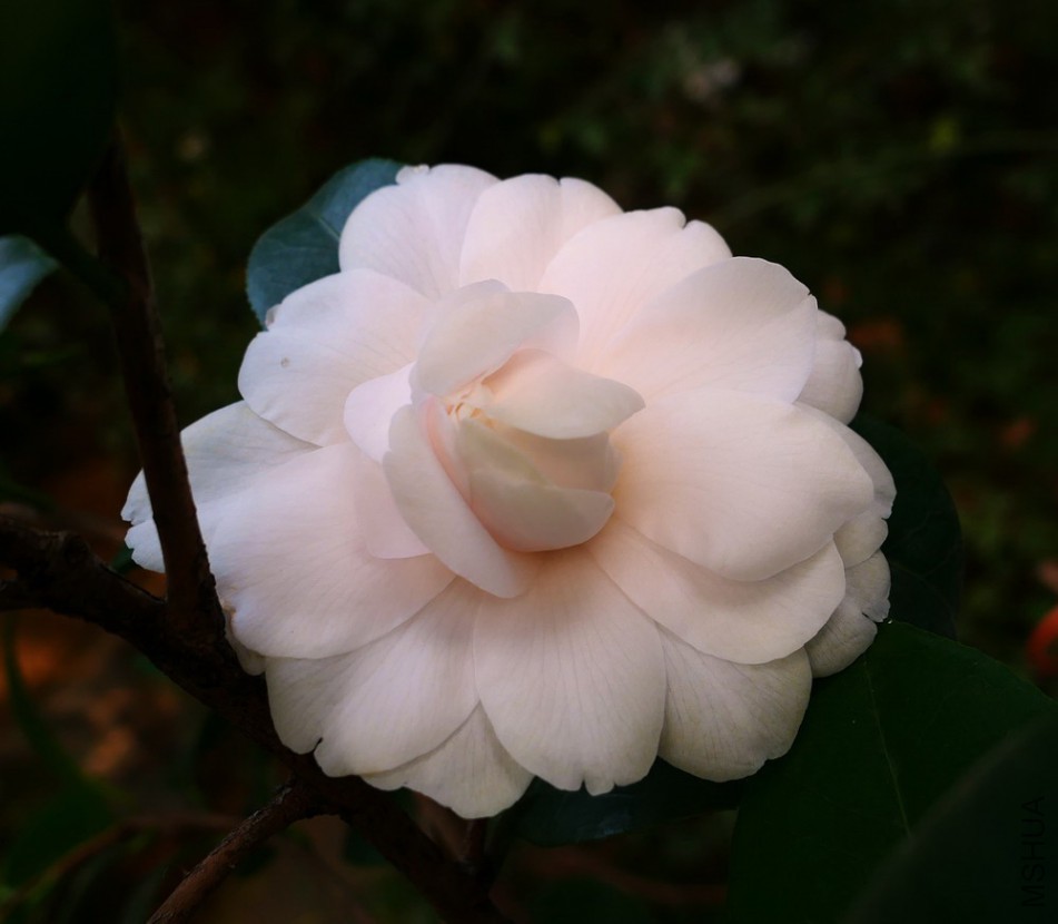 P1020123�����ر�˹��.jpg